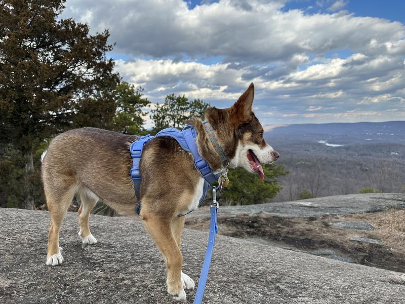 Love the bright moonstone color for hiking w/ my pup