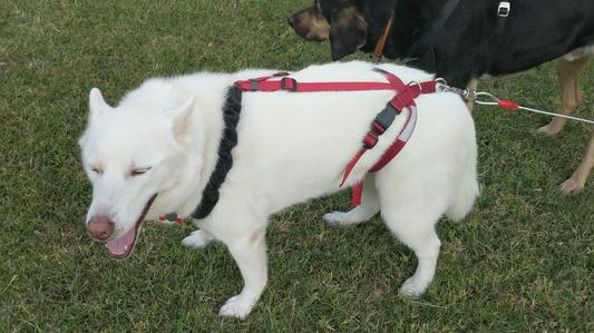 Ultra paws one outlet adjustable pulling dog harness