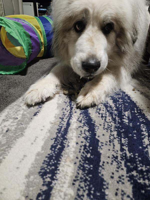 Alfred enjoying his yummy treat