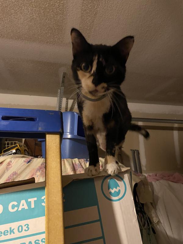 Cat asking for seconds