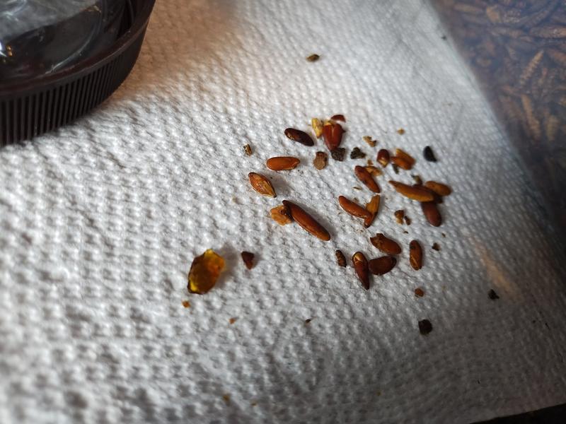 seeds, rocks, and glass found in product
