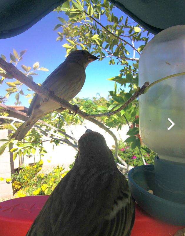 Birds loving the Songbird Mix