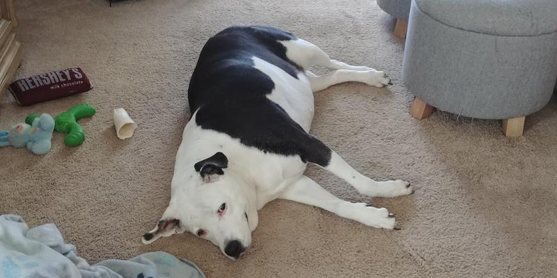 There's Baby relaxing after running around outside. You can see her back paw with 3 toes.