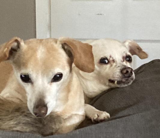 BruceandBodhi  My Senior Adoptions :) :)