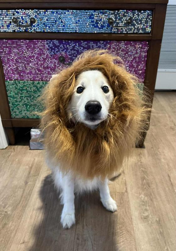 Remington the sassy lion :)