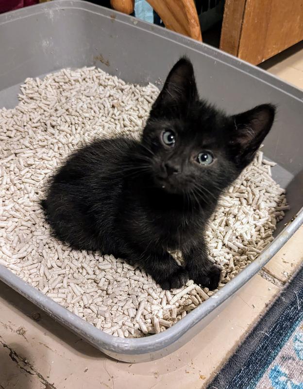 Non Clumping Cat Litter For Kittens Breeder Celect All-Natural Cat