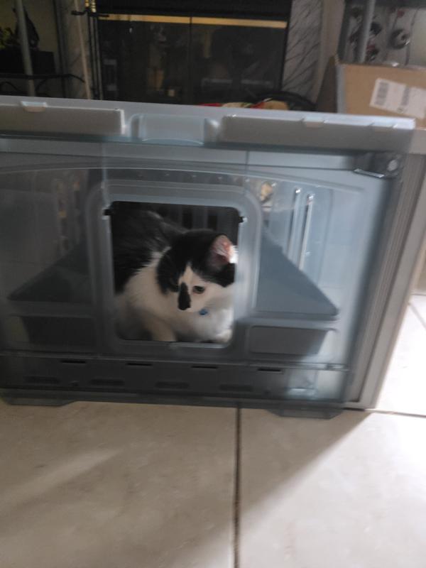 This is Little Burrito and he loves being inside of the box