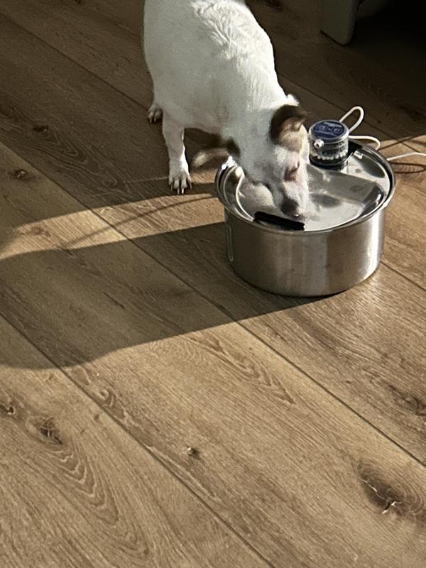 Bribing with a treat