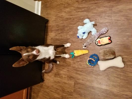 Unique Squeaky Parody Plush Dog Toys – Prêt-à-Porter Dog Bones, Balls &  More