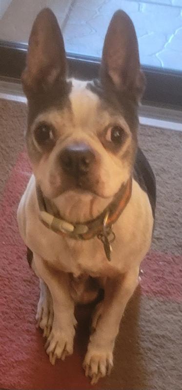 Our Baby Merlin, looking great thanks to Chicken Soup for the Soul