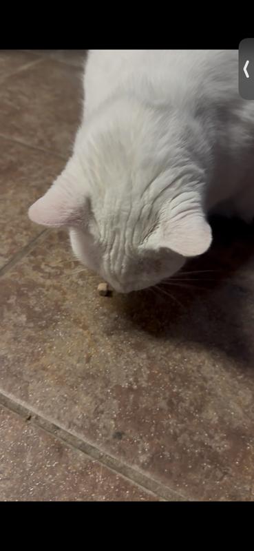 Ghost loves these! You can’t see the two he immediately shoved in his mouth lol :)