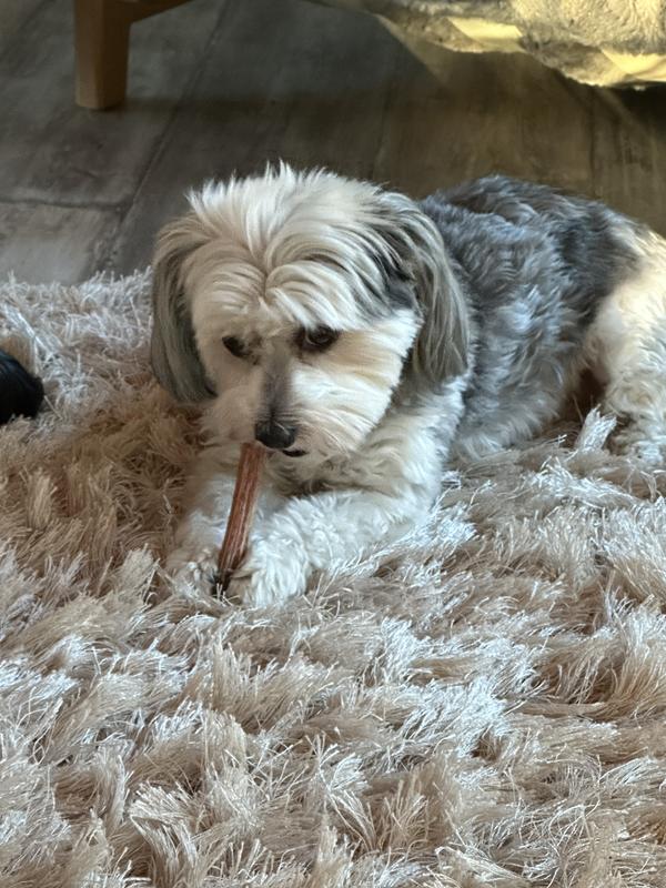 Sweet Lily loves her bully stick.