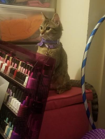 Tiger happy when her e collar was taking off