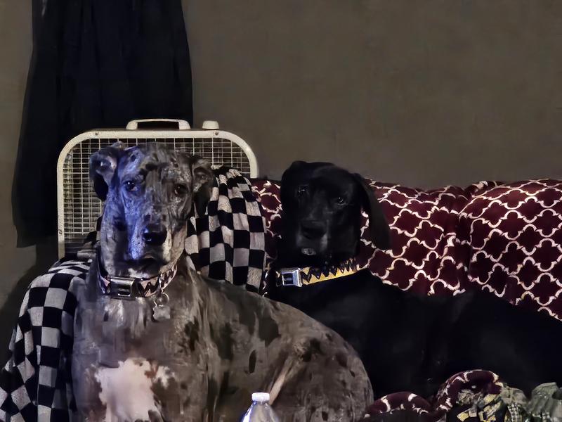 Stella (3yrs old) Henry (1yr old) matching collars