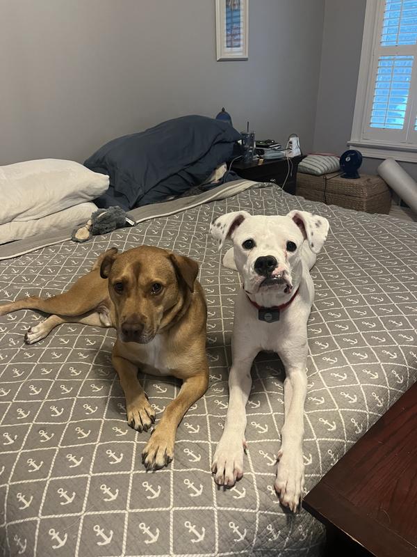My dogs waiting to get their treat