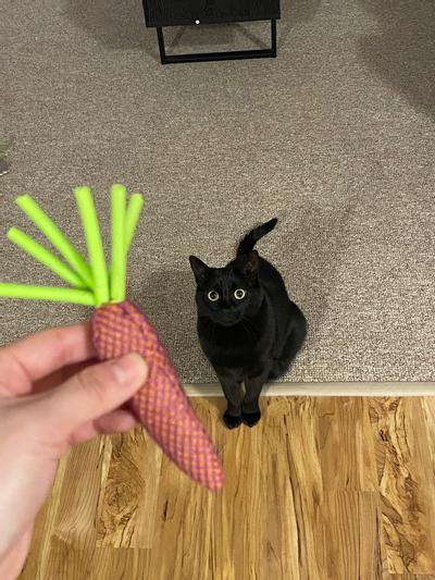 Kong Cat Nibble Carrots