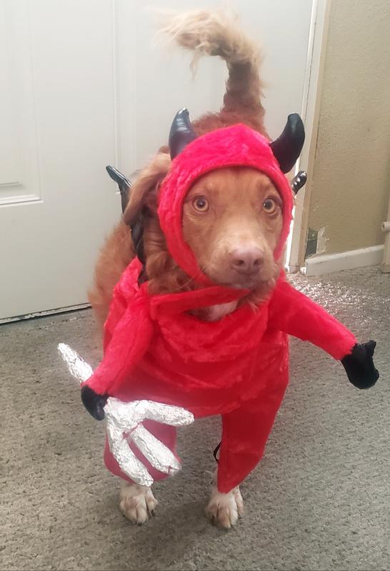 Cute little devil