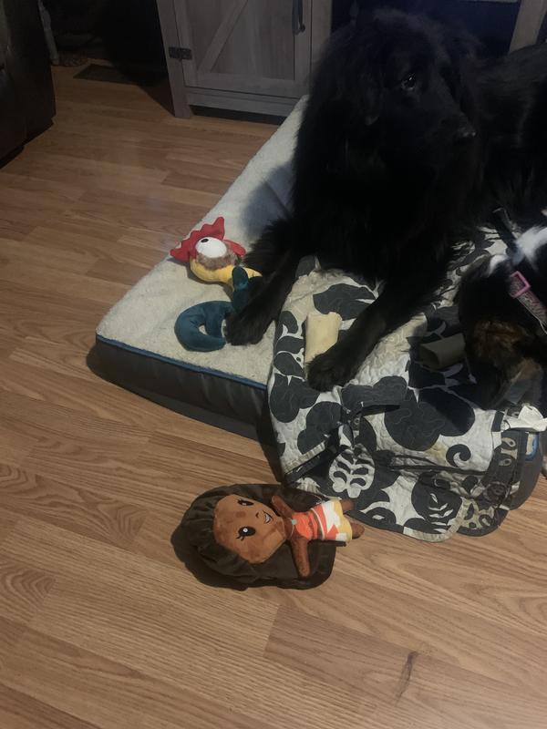 Great dog toys