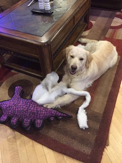 No Jurasic Park will happen here!