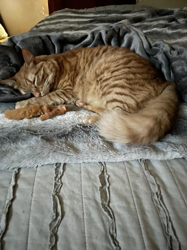 Resting peacefully because she isn’t itchy 😽