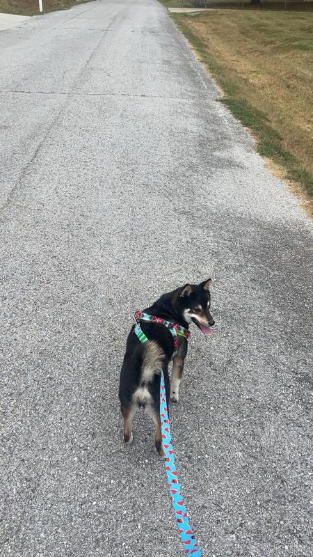 This shows the blue side. Went well with the watermelon red in my harness.