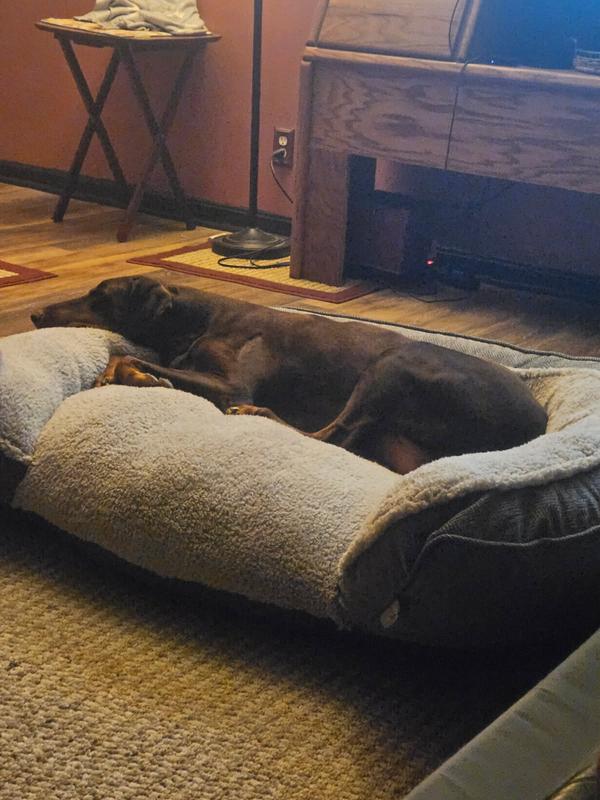 Roxy loves her new bed