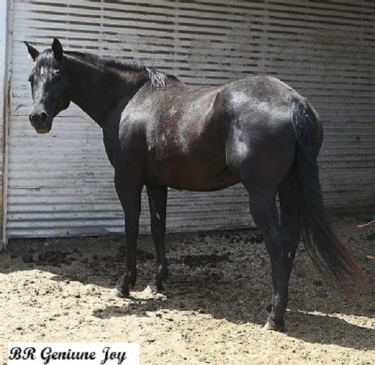 BR Genuine Joy.  Black Quarter Horse Mare
