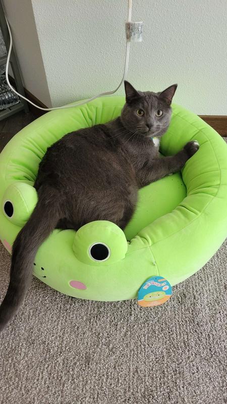 Ultrasoft Squishmallows Dog Bed Review - Sidewalk Dog