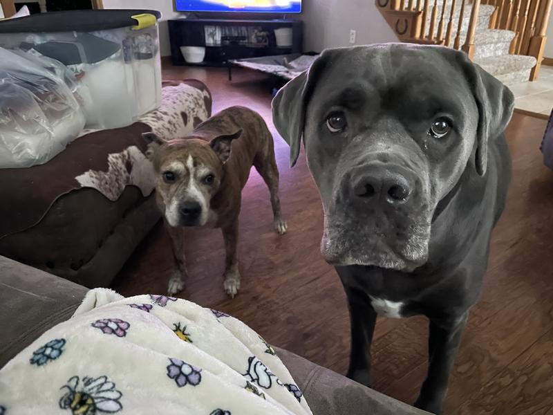 Patiently waiting for a treat.