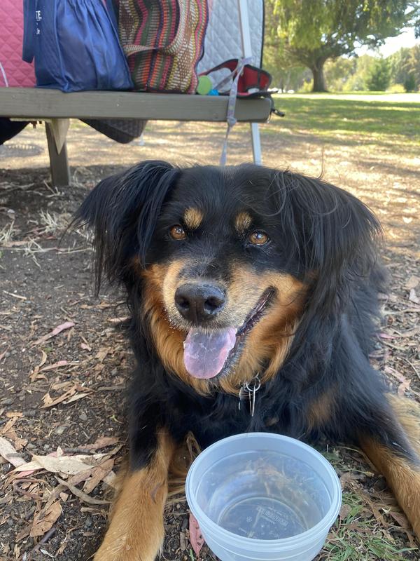 At a picnic in the park... Stella cleaned her bowl!