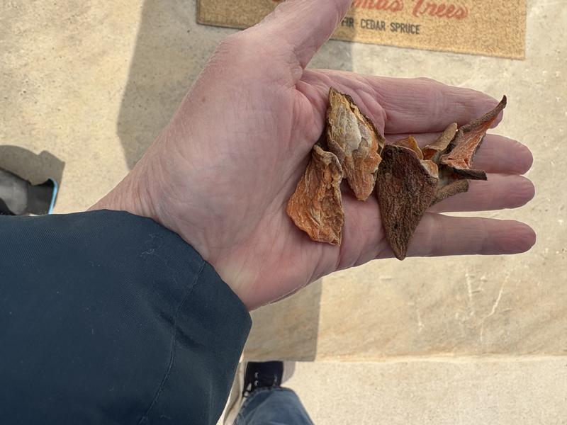 Biggest pieces in the bag