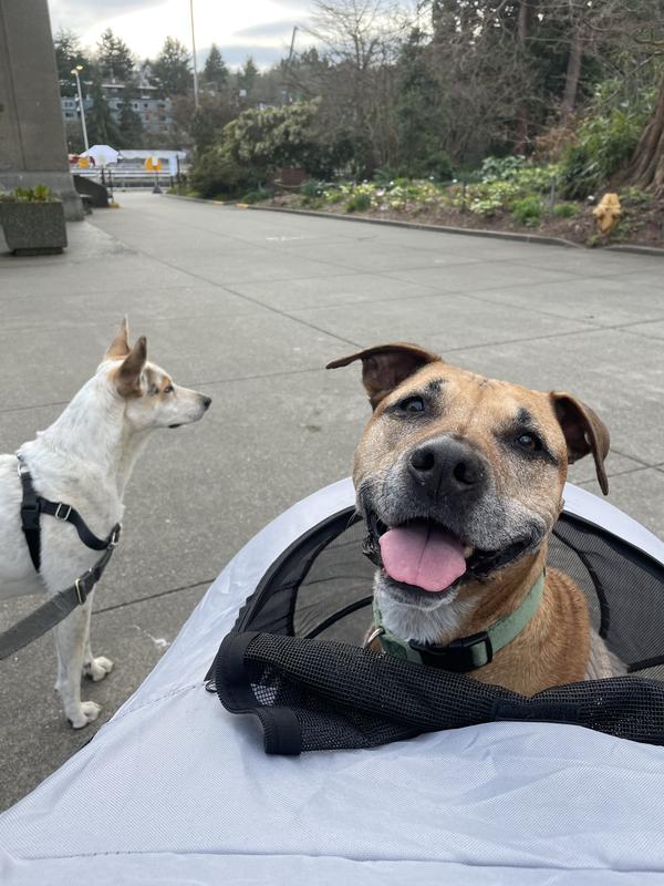 Goose loves riding around in her stroller!
