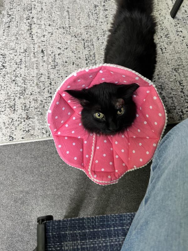 SUNGROW PostSurgery Soft Cone Dog & Cat Recovery Collar, Pink, Medium