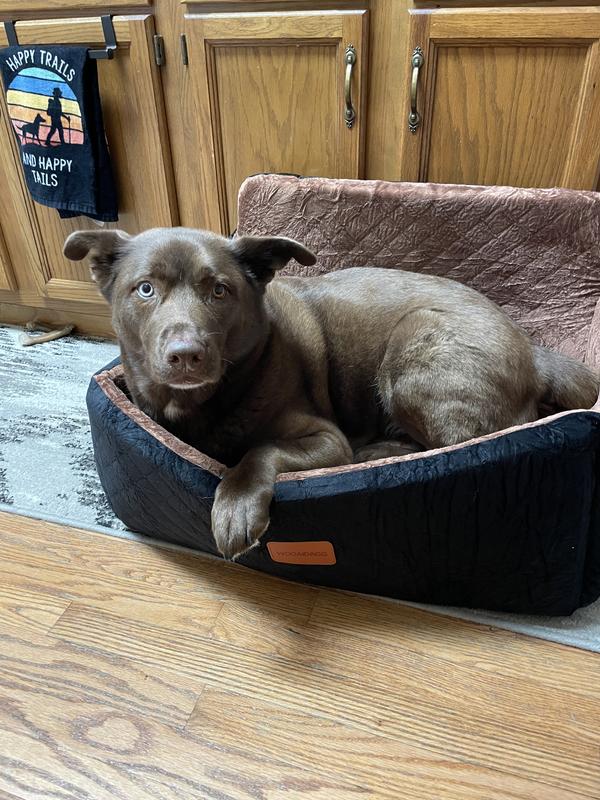 Shiba Inu, Australian shepherd, Aussie dachshund, labsky