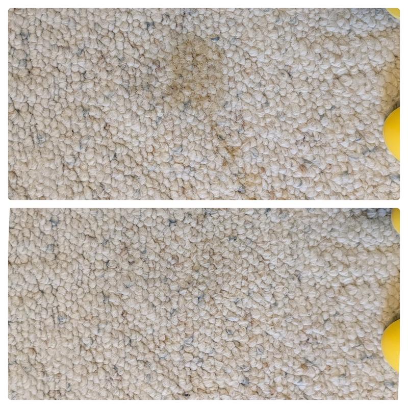 Throw up was on the carpet for hours before I cleaned it.  A before and after photo.