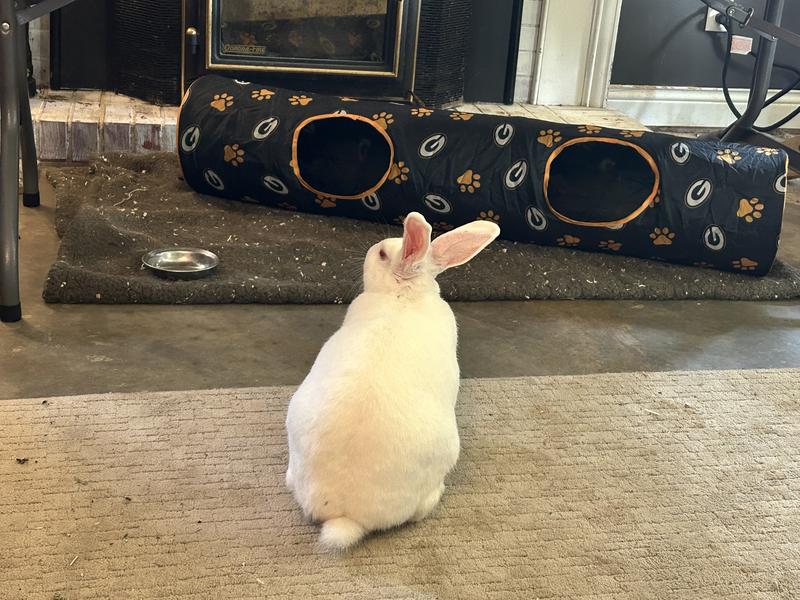 Snowball is deciding which way to enter. She chose middle.