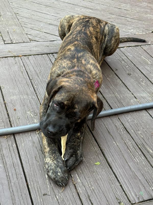 Our English Mastiff Cookie