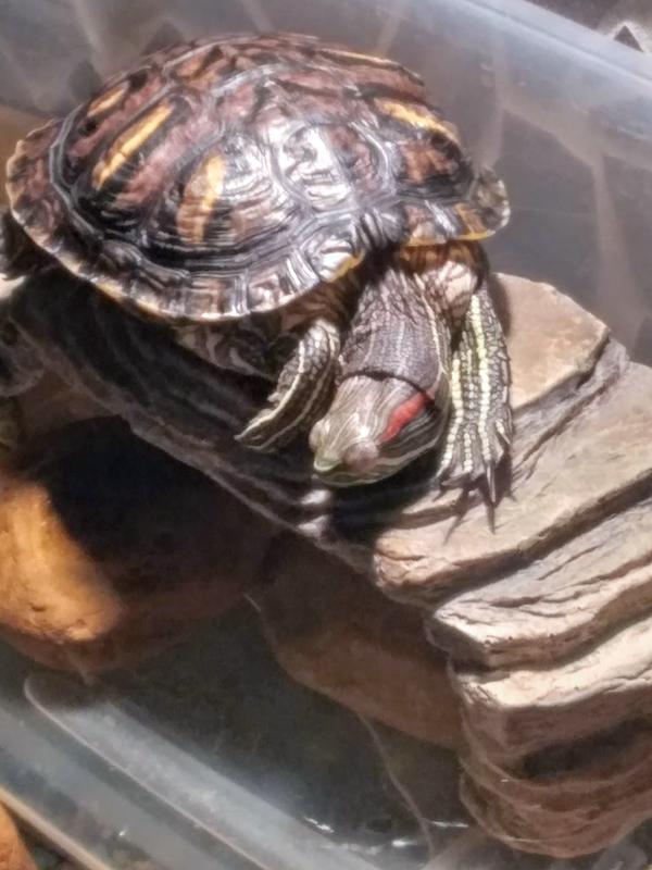 Turtle Thompson chilling after chasing her floating shrimp treats!