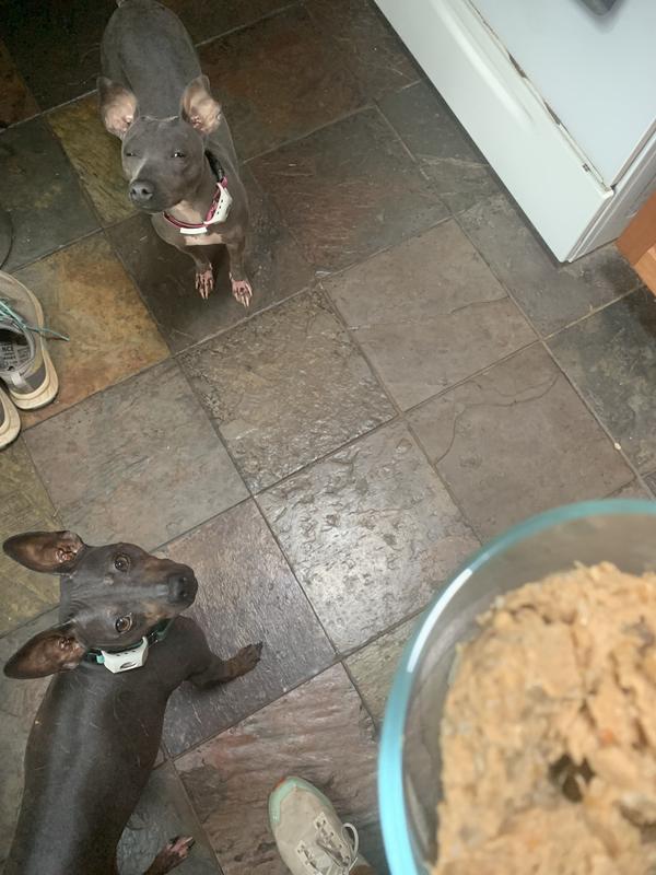 Bogo giving new food the side eye already but she liked it once I got her to try it.