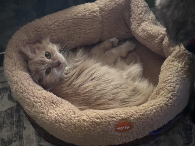 Clementine relaxing comfortably in her warm bed