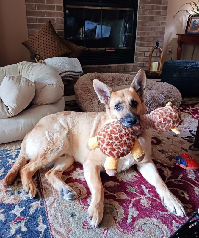 Vinny with his favorite toy!