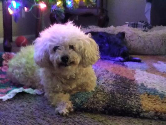 Lilly Pearl , a happy Cesar customer.