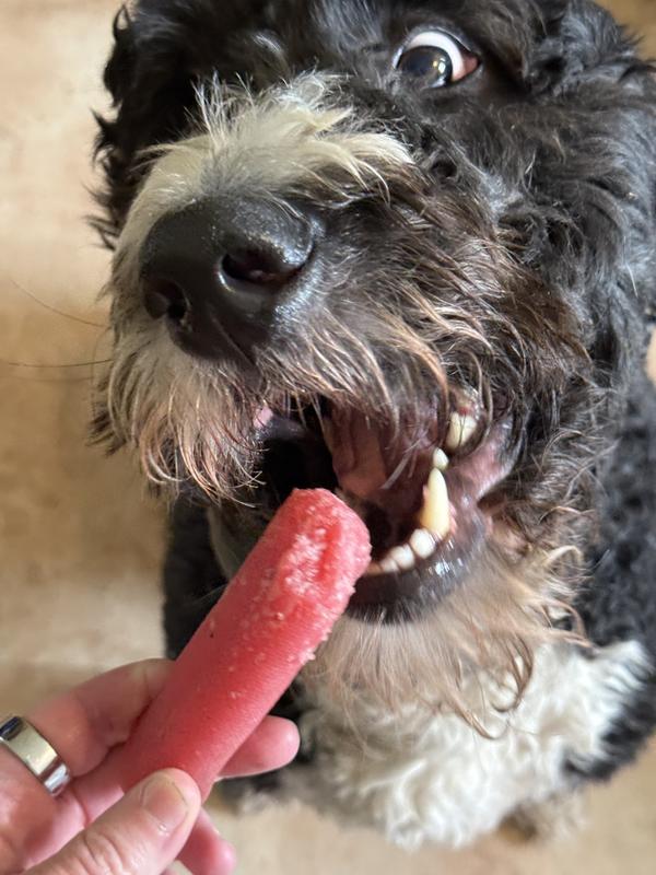 This is how much he chewed it down in an hour and a half of constant gnawing, it kept him very busy!