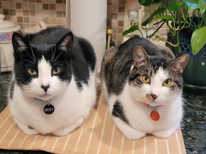 Mickey and Jackson love their comfortable Lupine collars.