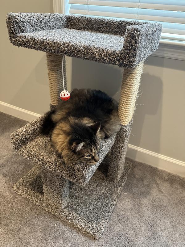 Atlas loves his new cat tree