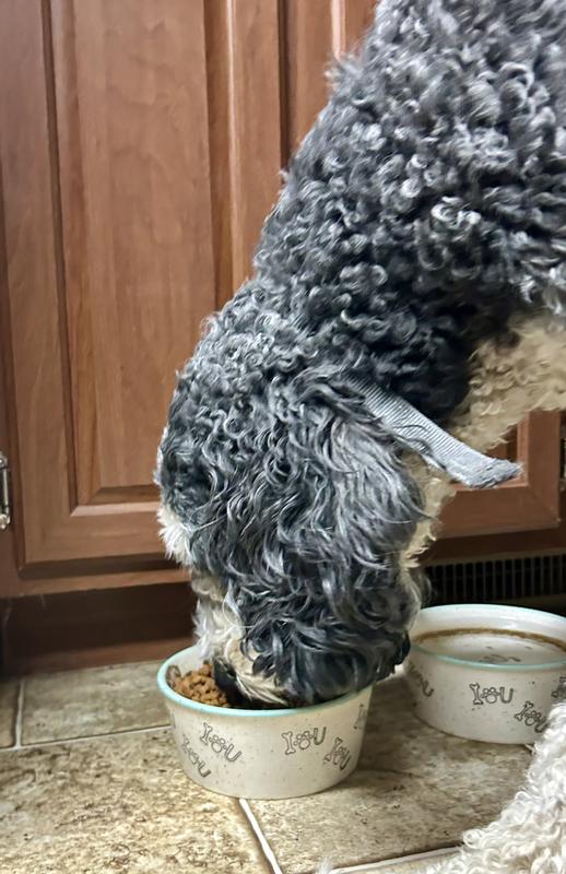 Bernie loves Eukanuba Premium Performance!