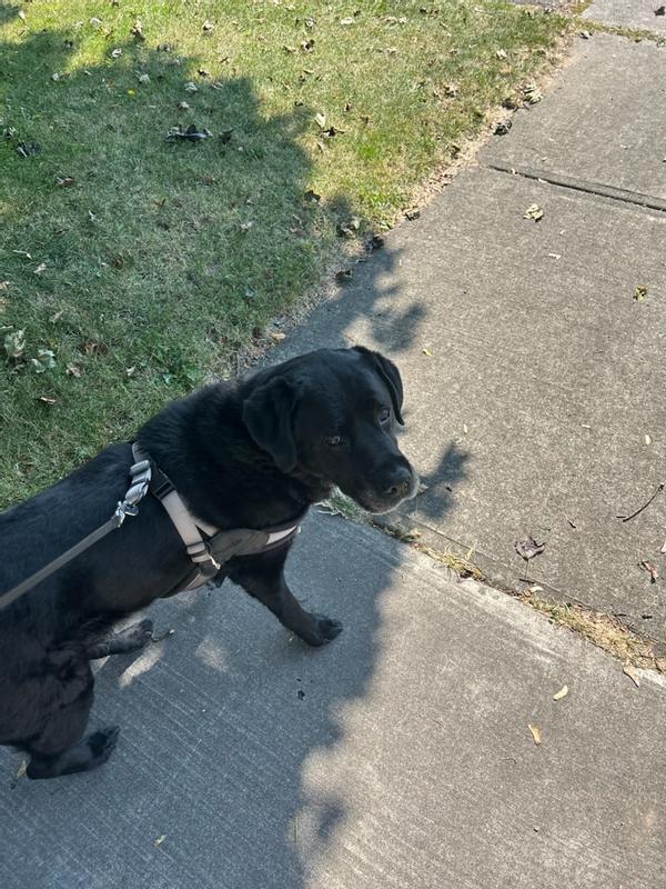 We love our walks💛