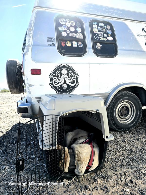 My older dog also loves it...