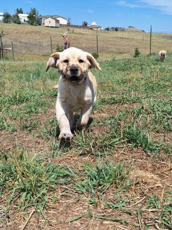 Great path to healthy joints and coat