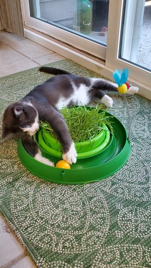 Catit EcoCat Seagrass Ball Cat Toy